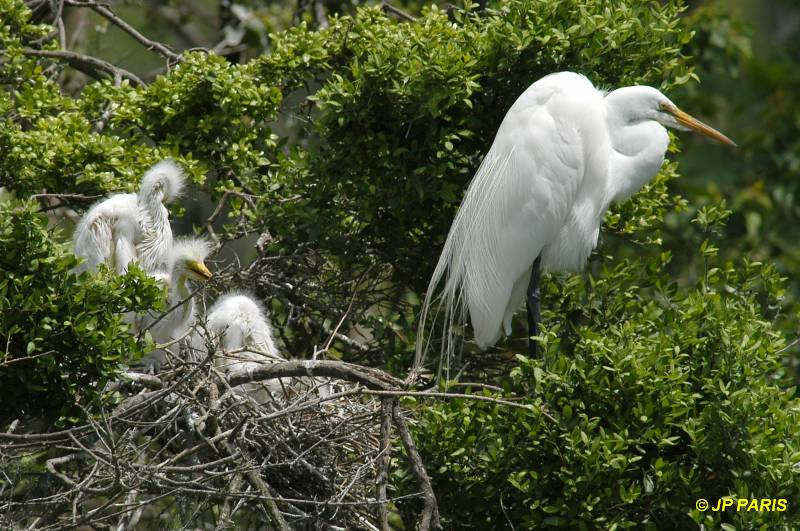 Ardea alba